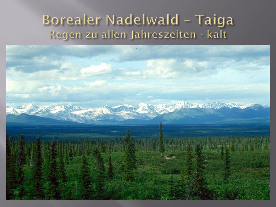Borealer Nadelwald – Taiga Regen zu allen Jahreszeiten - kalt