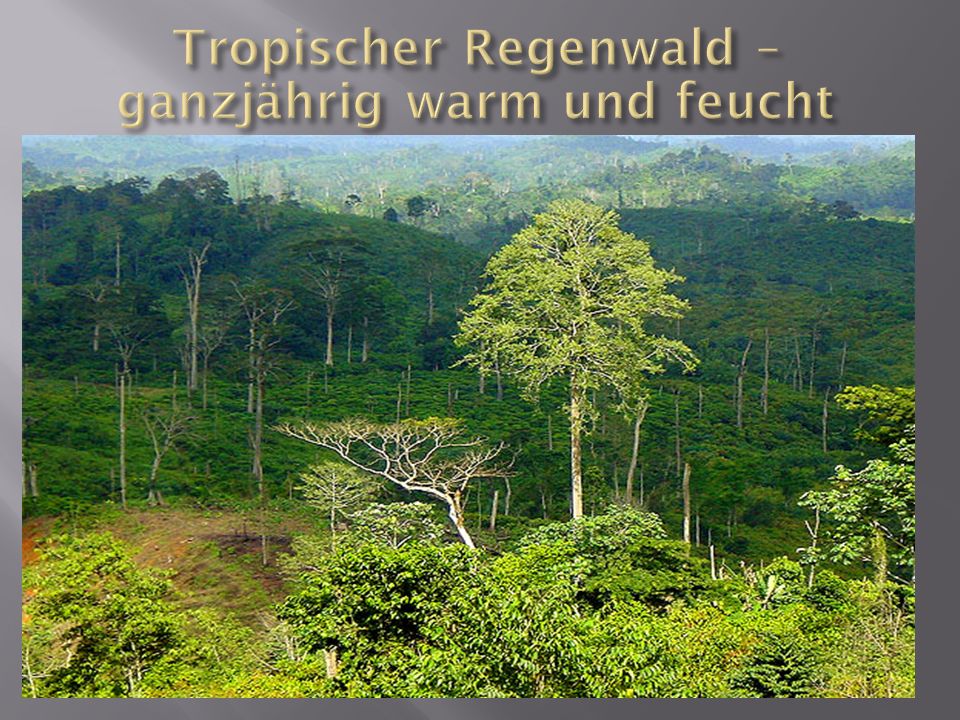 Tropischer Regenwald – ganzjährig warm und feucht