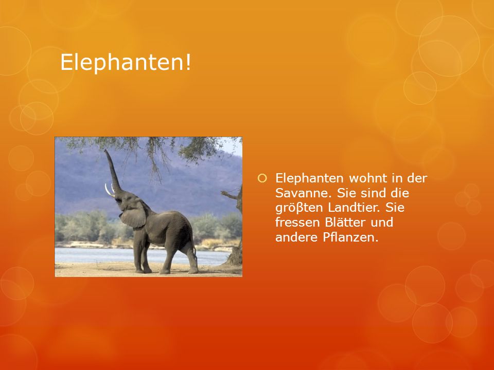 Elephanten. Elephanten wohnt in der Savanne. Sie sind die gröβten Landtier.