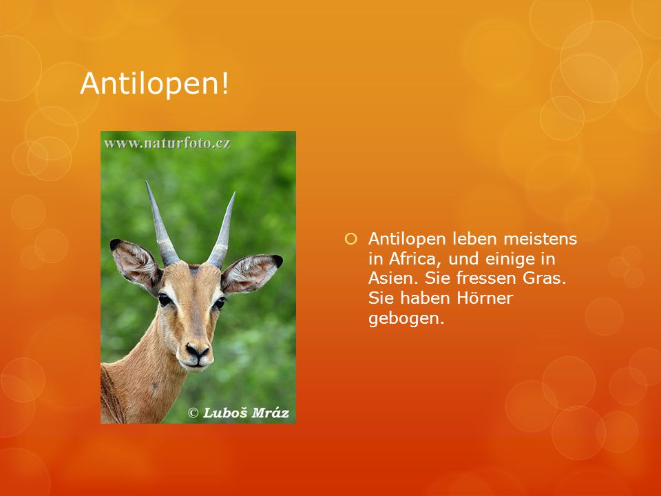Antilopen. Antilopen leben meistens in Africa, und einige in Asien.