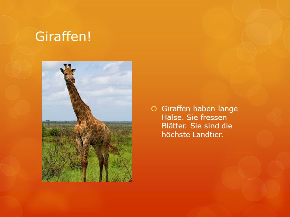 Giraffen! Giraffen haben lange Hälse. Sie fressen Blätter. Sie sind die höchste Landtier.