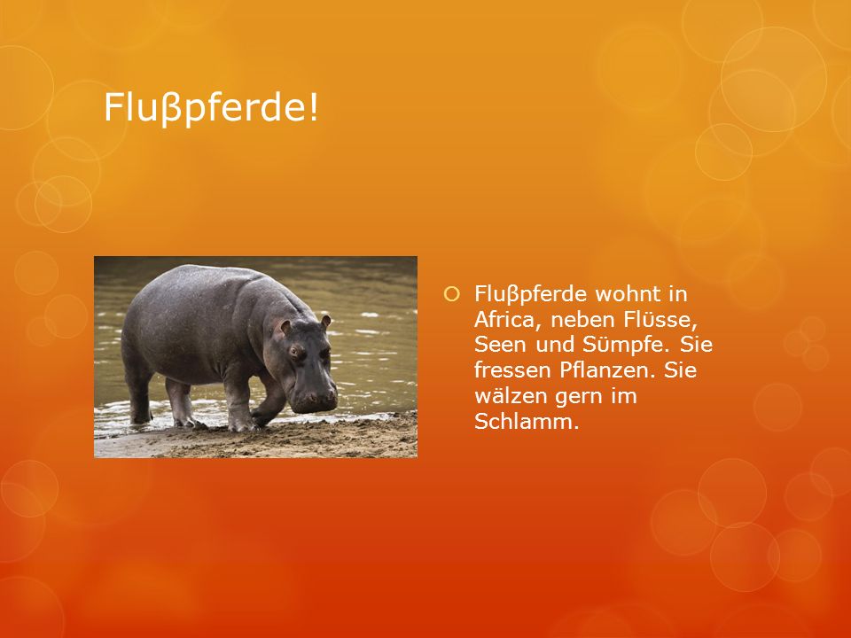 Fluβpferde. Fluβpferde wohnt in Africa, neben Flϋsse, Seen und Sϋmpfe.