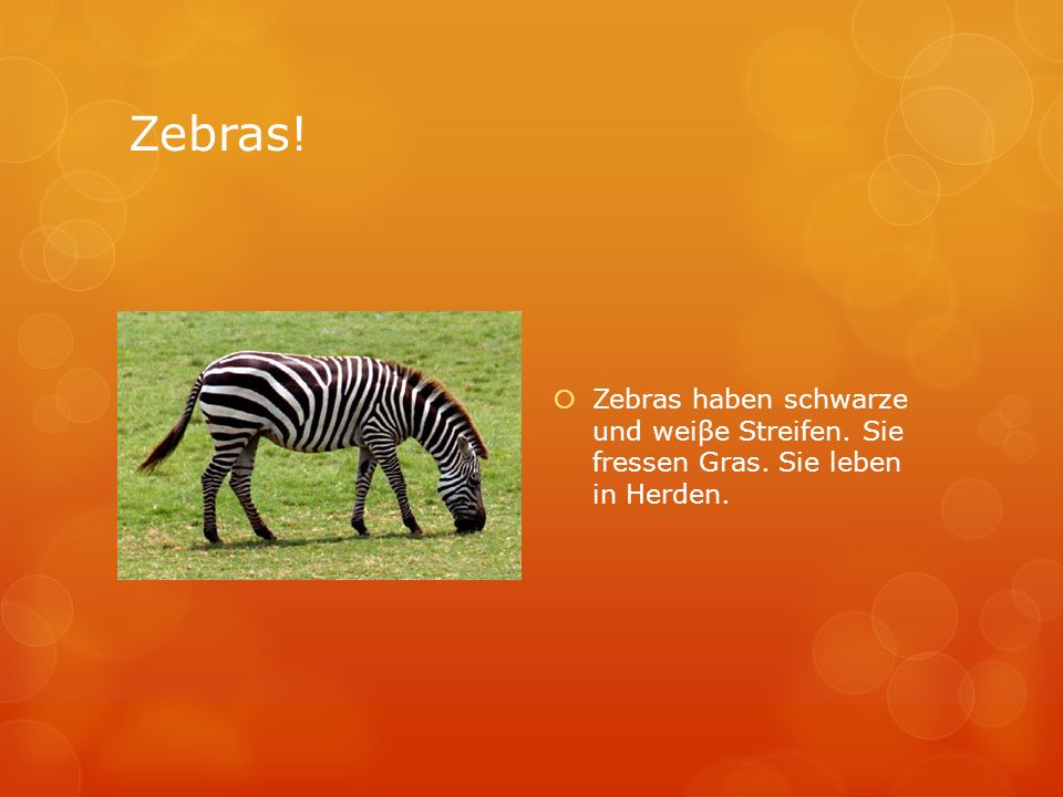 Zebras! Zebras haben schwarze und weiβe Streifen. Sie fressen Gras. Sie leben in Herden.