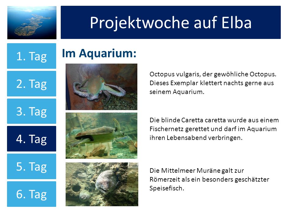 Projektwoche auf Elba Projektwoche auf Elba Im Aquarium: 1. Tag 2. Tag