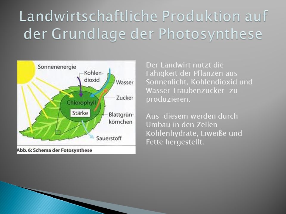 Landwirtschaftliche Produktion auf der Grundlage der Photosynthese