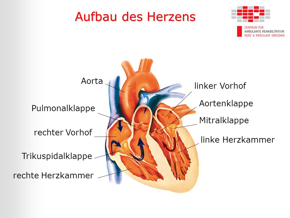 Aufbau des Herzens Aorta linker Vorhof Aortenklappe Pulmonalklappe