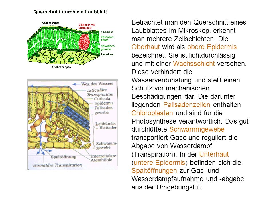 Betrachtet man den Querschnitt eines Laubblattes im Mikroskop, erkennt man mehrere Zellschichten. Die Oberhaut wird als obere Epidermis bezeichnet. Sie ist lichtdurchlässig und mit einer Wachsschicht versehen. Diese verhindert die Wasserverdunstung und stellt einen Schutz vor mechanischen Beschädigungen dar. Die darunter liegenden Palisadenzellen enthalten Chloroplasten und sind für die Photosynthese verantwortlich. Das gut durchlüftete Schwammgewebe transportiert Gase und reguliert die Abgabe von Wasserdampf (Transpiration). In der Unterhaut (untere Epidermis) befinden sich die Spaltöffnungen zur Gas- und Wasserdampfaufnahme und -abgabe aus der Umgebungsluft.