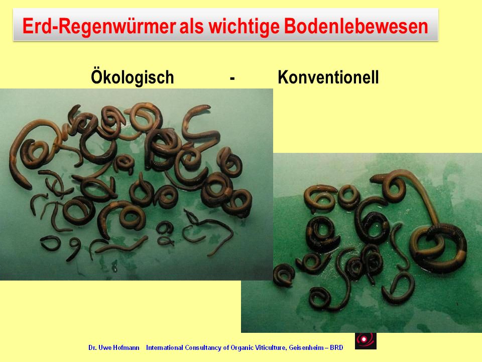 Erd-Regenwürmer als wichtige Bodenlebewesen Ökologisch - Konventionell