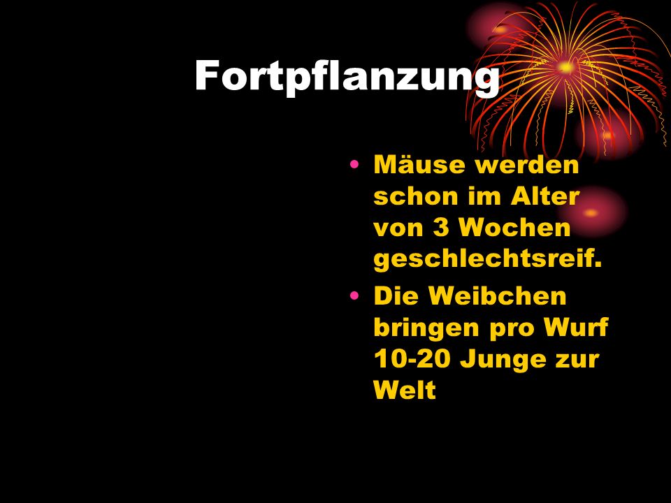 Fortpflanzung Mäuse werden schon im Alter von 3 Wochen geschlechtsreif.