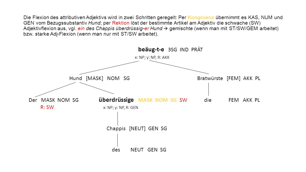 Die Flexion des attributiven Adjektivs wird in zwei Schritten geregelt: Per Kongruenz übernimmt es KAS, NUM und GEN vom Bezugssubstantiv Hund; per Rektion löst der bestimmte Artikel am Adjektiv die schwache (SW) Adjektivflexion aus, vgl. ein des Chappis überdrüssig-er Hund  gemischte (wenn man mit ST/SW/GEM arbeitet) bzw. starke Adj-Flexion (wenn man nur mit ST/SW arbeitet).