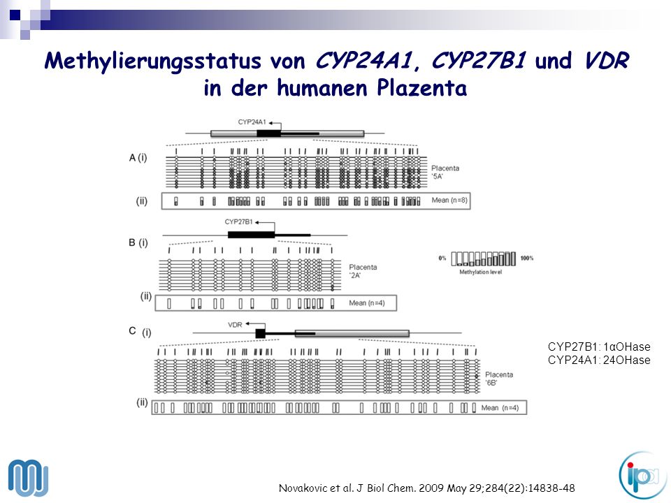Methylierungsstatus von CYP24A1, CYP27B1 und VDR in der humanen Plazenta