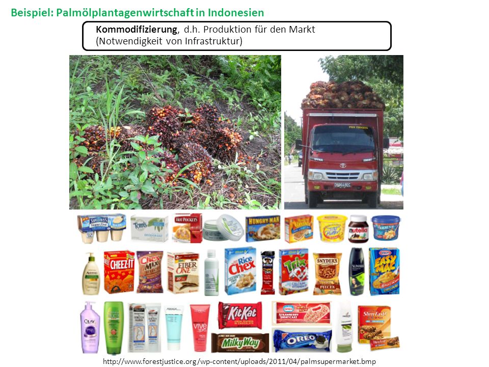 Beispiel: Palmölplantagenwirtschaft in Indonesien