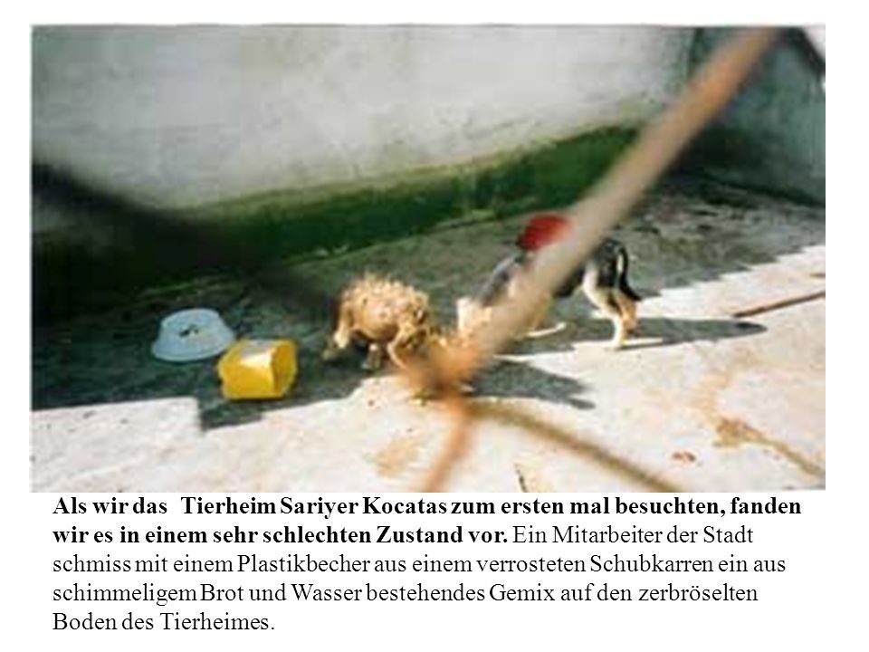 Als wir das Tierheim Sariyer Kocatas zum ersten mal besuchten, fanden wir es in einem sehr schlechten Zustand vor.