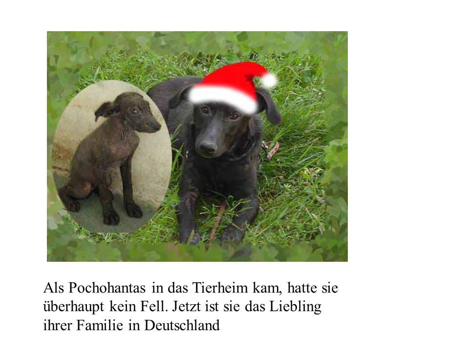 Als Pochohantas in das Tierheim kam, hatte sie überhaupt kein Fell