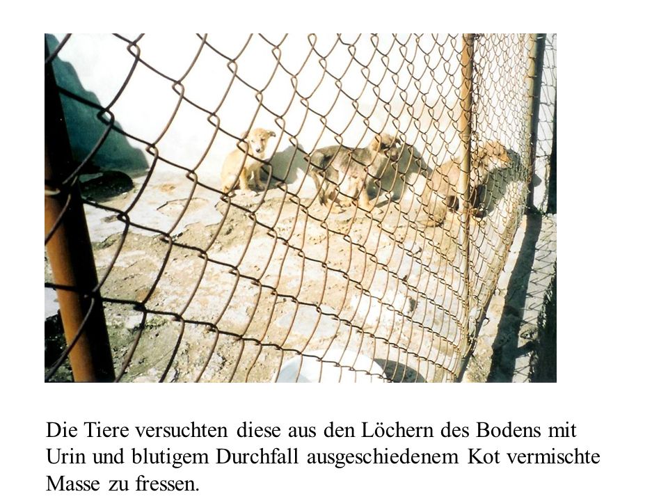 Die Tiere versuchten diese aus den Löchern des Bodens mit Urin und blutigem Durchfall ausgeschiedenem Kot vermischte Masse zu fressen.
