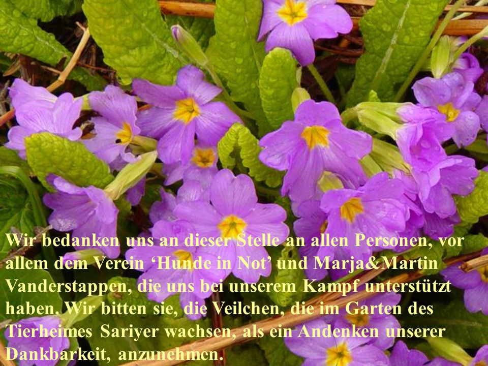 Wir bedanken uns an dieser Stelle an allen Personen, vor allem dem Verein ‘Hunde in Not’ und Marja&Martin Vanderstappen, die uns bei unserem Kampf unterstützt haben. Wir bitten sie, die Veilchen, die im Garten des Tierheimes Sariyer wachsen, als ein Andenken unserer Dankbarkeit, anzunehmen.