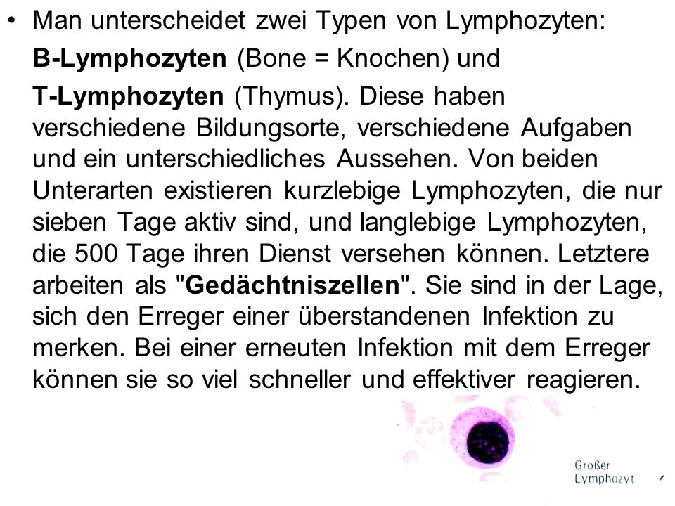 Man unterscheidet zwei Typen von Lymphozyten: