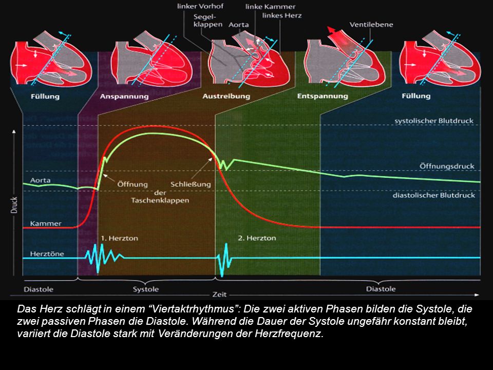 Herzzyklus: Druck-Volumen-Zeit-Diagramm eines Herzzyklus (beginnend mit der Füllungszeit).