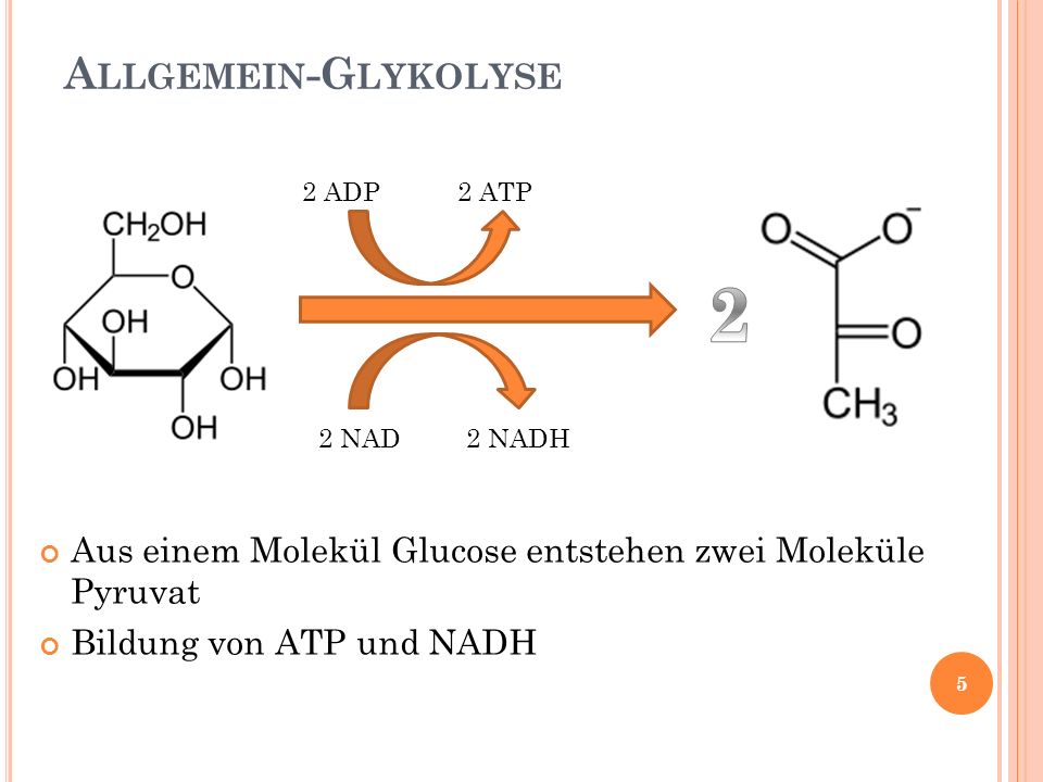 Allgemein-Glykolyse 2 ADP 2 ATP NAD 2 NADH. Aus einem Molekül Glucose entstehen zwei Moleküle Pyruvat.