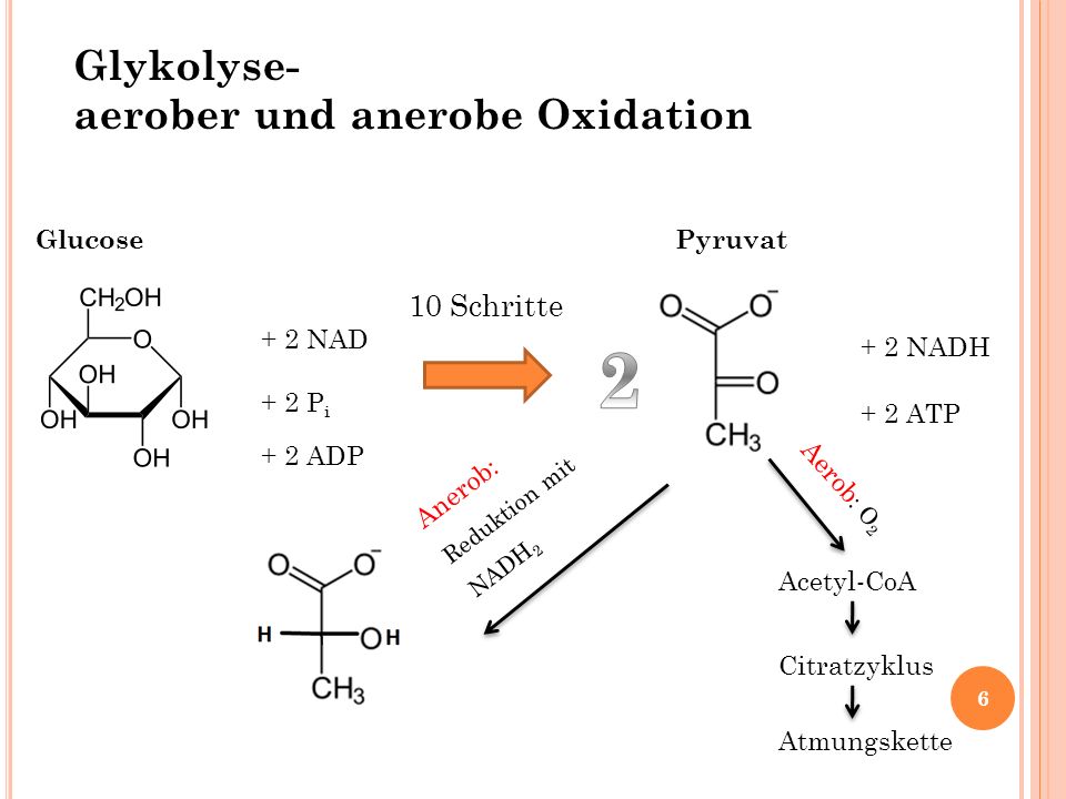 2 Glykolyse- aerober und anerobe Oxidation 10 Schritte Glucose Pyruvat