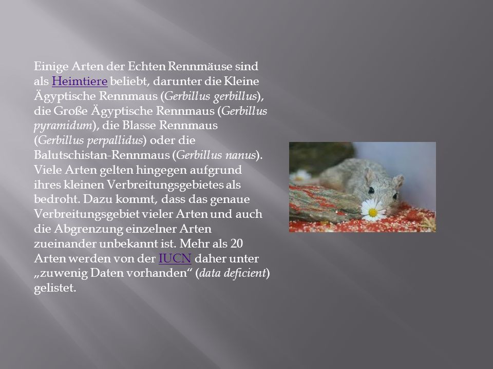 Einige Arten der Echten Rennmäuse sind als Heimtiere beliebt, darunter die Kleine Ägyptische Rennmaus (Gerbillus gerbillus), die Große Ägyptische Rennmaus (Gerbillus pyramidum), die Blasse Rennmaus (Gerbillus perpallidus) oder die Balutschistan-Rennmaus (Gerbillus nanus).