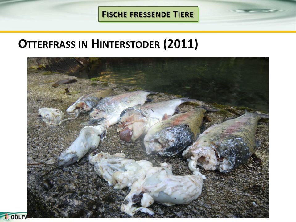 Otterfrass in Hinterstoder (2011)