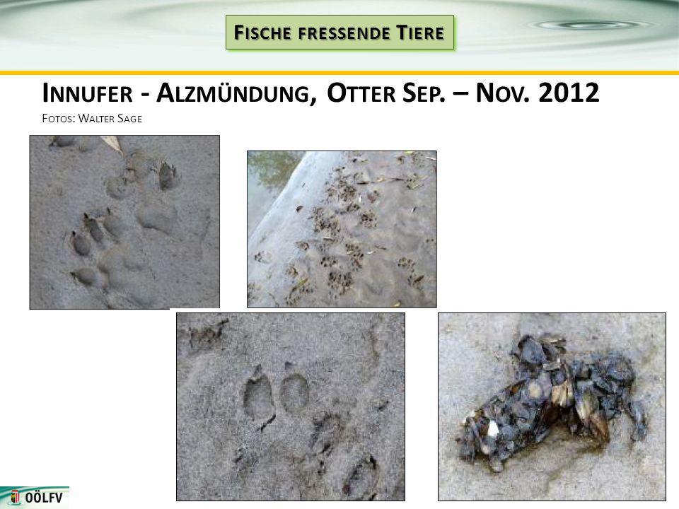 Innufer - Alzmündung, Otter Sep. – Nov Fotos: Walter Sage