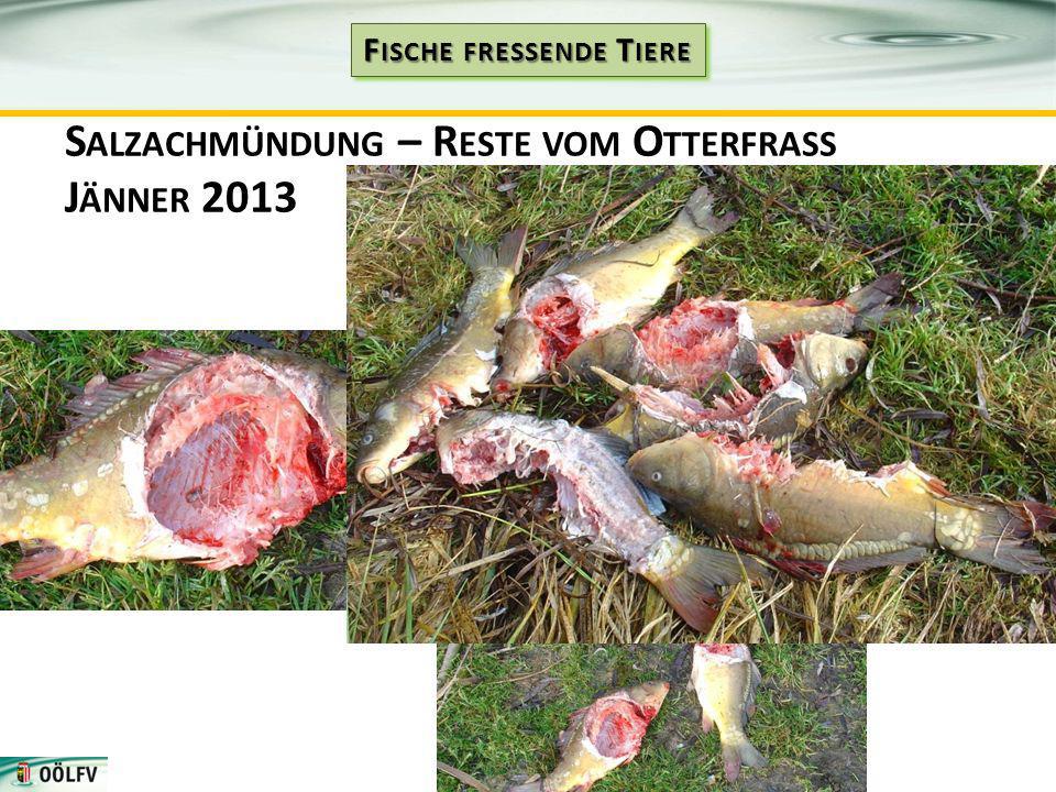Salzachmündung – Reste vom Otterfrass Jänner 2013