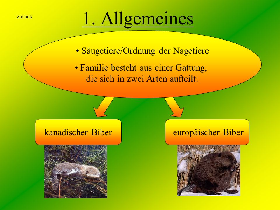 1. Allgemeines Säugetiere/Ordnung der Nagetiere