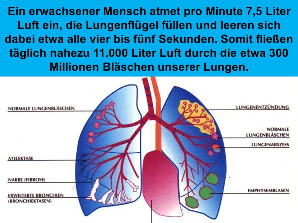Ein erwachsener Mensch atmet pro Minute 7,5 Liter Luft ein, die Lungenflügel füllen und leeren sich dabei etwa alle vier bis fünf Sekunden.