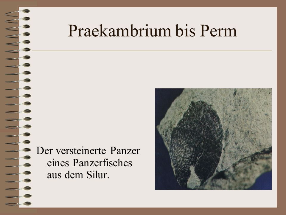 Praekambrium bis Perm Der versteinerte Panzer eines Panzerfisches aus dem Silur.