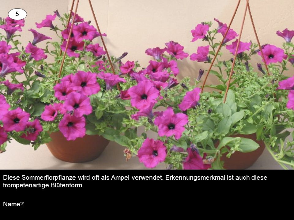 5 Diese Sommerflorpflanze wird oft als Ampel verwendet. Erkennungsmerkmal ist auch diese trompetenartige Blütenform.