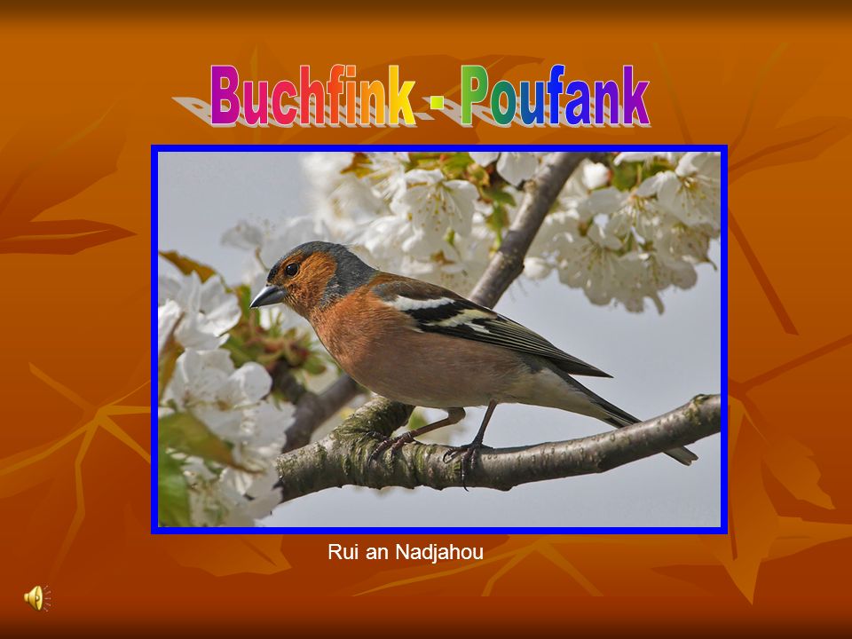 Buchfink - Poufank Rui an Nadjahou