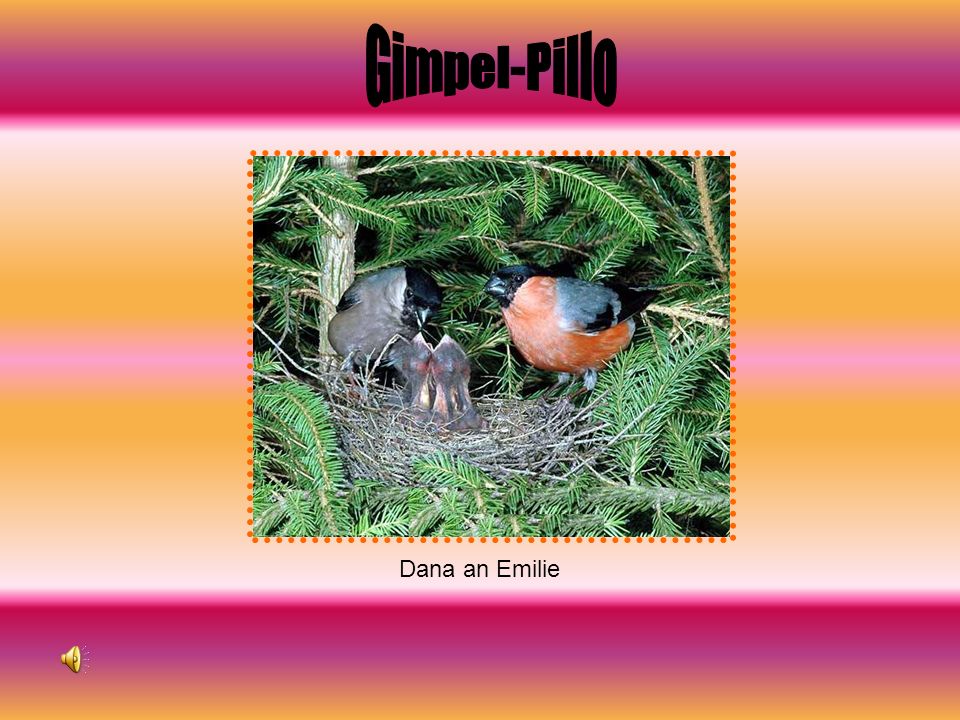 Gimpel-Pillo Dana an Emilie