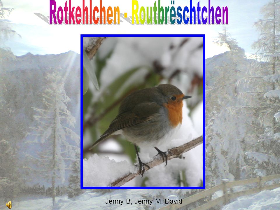 Rotkehlchen - Routbrëschtchen