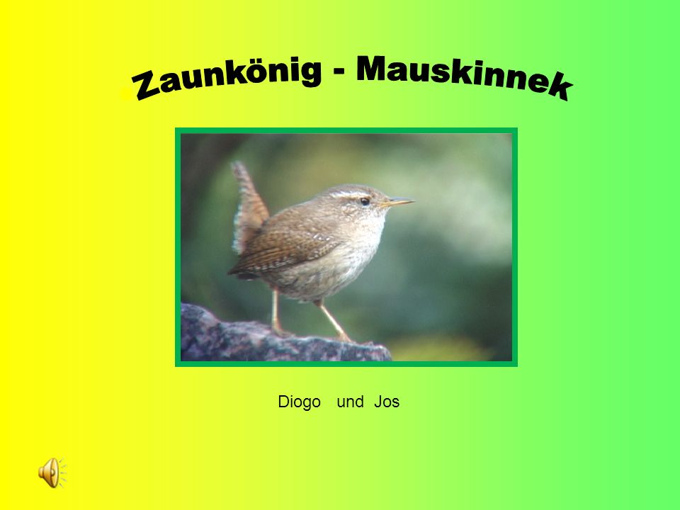 Zaunkönig - Mauskinnek