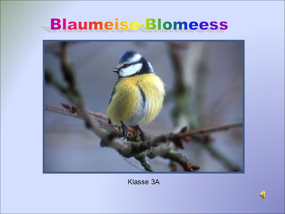 Blaumeise-Blomeess Klasse 3A