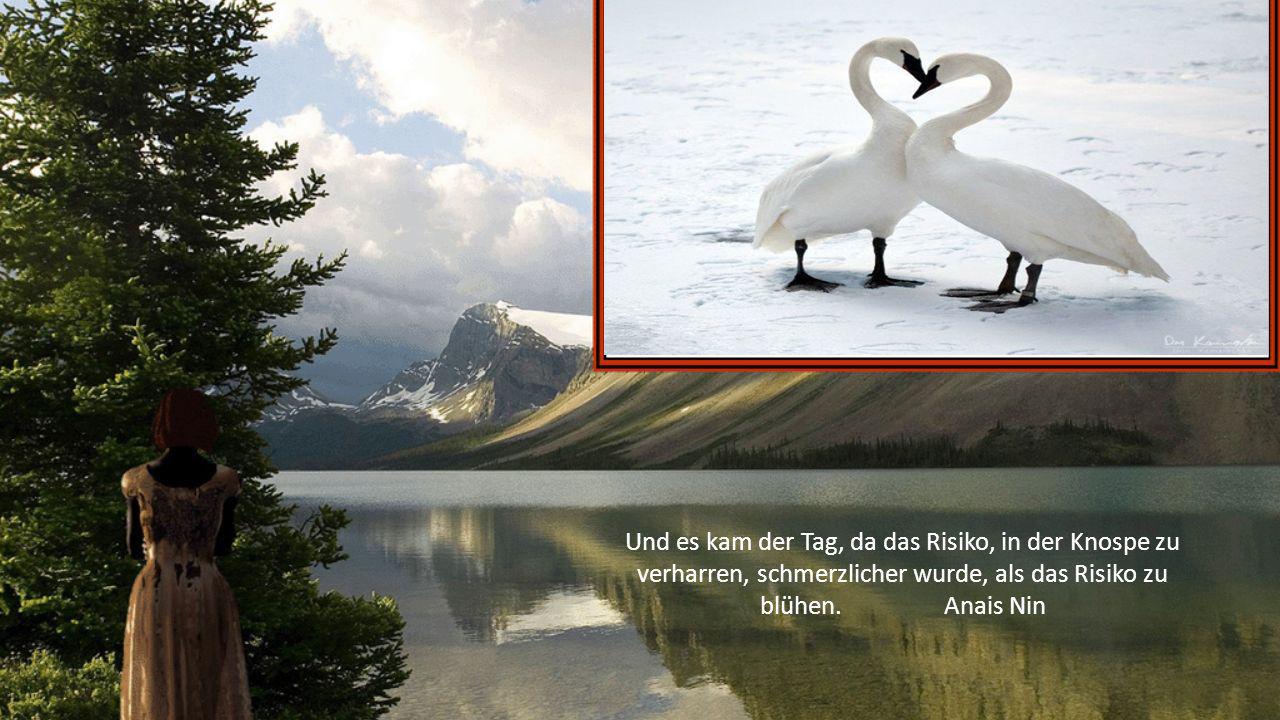 Und es kam der Tag, da das Risiko, in der Knospe zu verharren, schmerzlicher wurde, als das Risiko zu blühen.