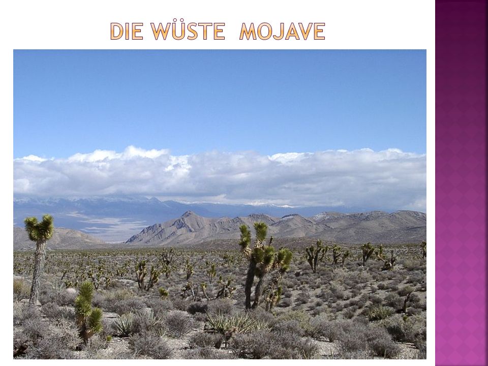 Die Wüste Mojave
