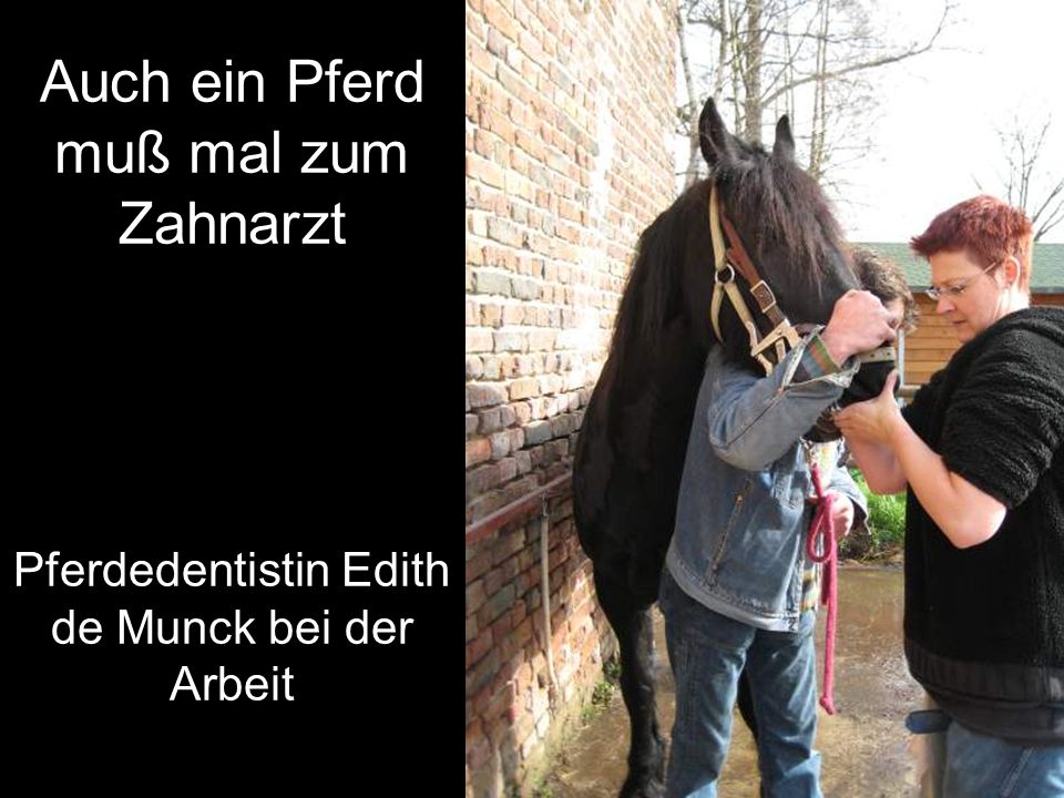 Auch ein Pferd muß mal zum Zahnarzt Pferdedentistin Edith de Munck bei der Arbeit