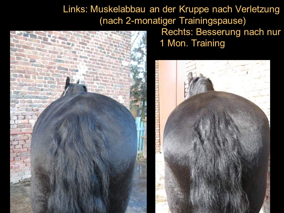 Links: Muskelabbau an der Kruppe nach Verletzung (nach 2-monatiger Trainingspause) Rechts: Besserung nach nur 1 Mon.