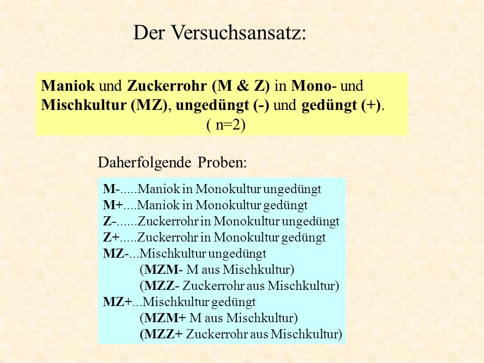 Der Versuchsansatz: Maniok und Zuckerrohr (M & Z) in Mono- und Mischkultur (MZ), ungedüngt (-) und gedüngt (+).