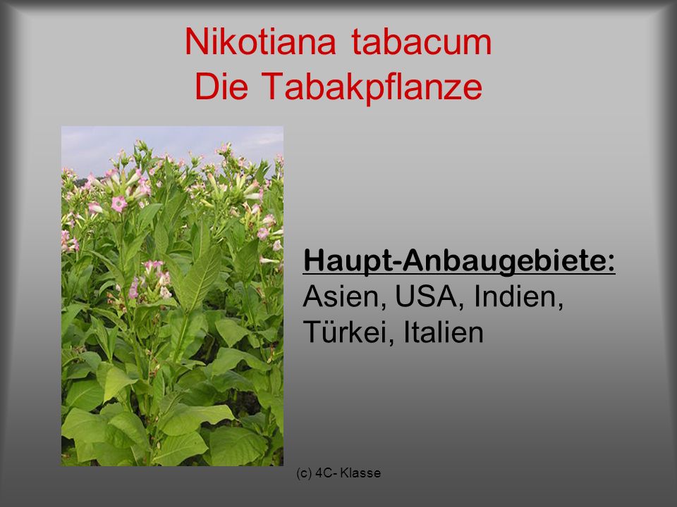 Nikotiana tabacum Die Tabakpflanze