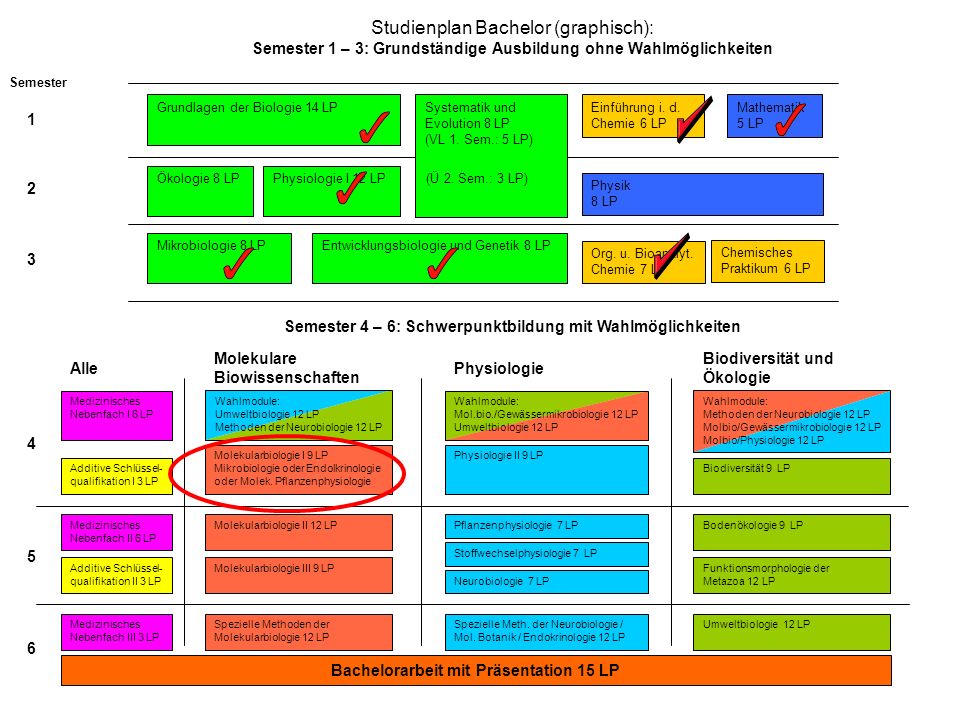 Studienplan Bachelor (graphisch): Semester 1 – 3: Grundständige Ausbildung ohne Wahlmöglichkeiten