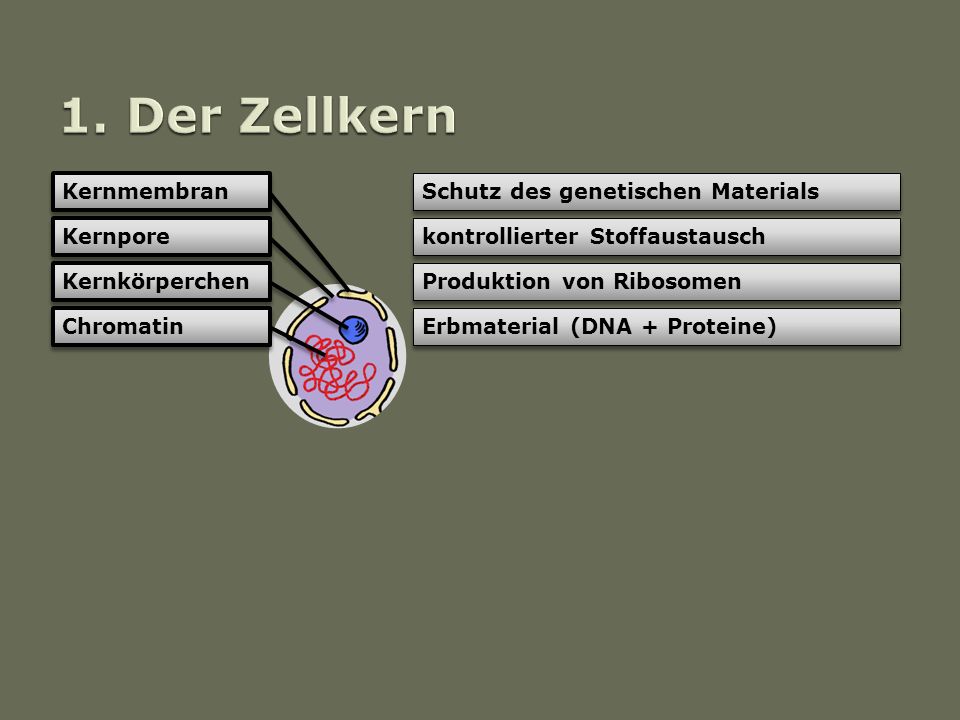 1. Der Zellkern Kernmembran Schutz des genetischen Materials Kernpore