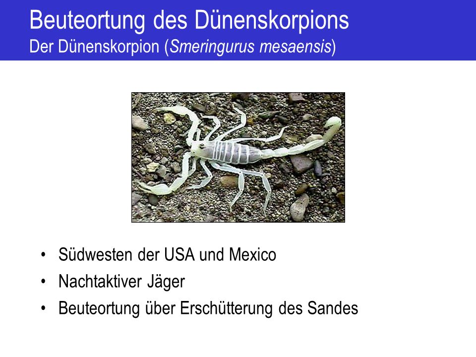 Beuteortung des Dünenskorpions Der Dünenskorpion (Smeringurus mesaensis)