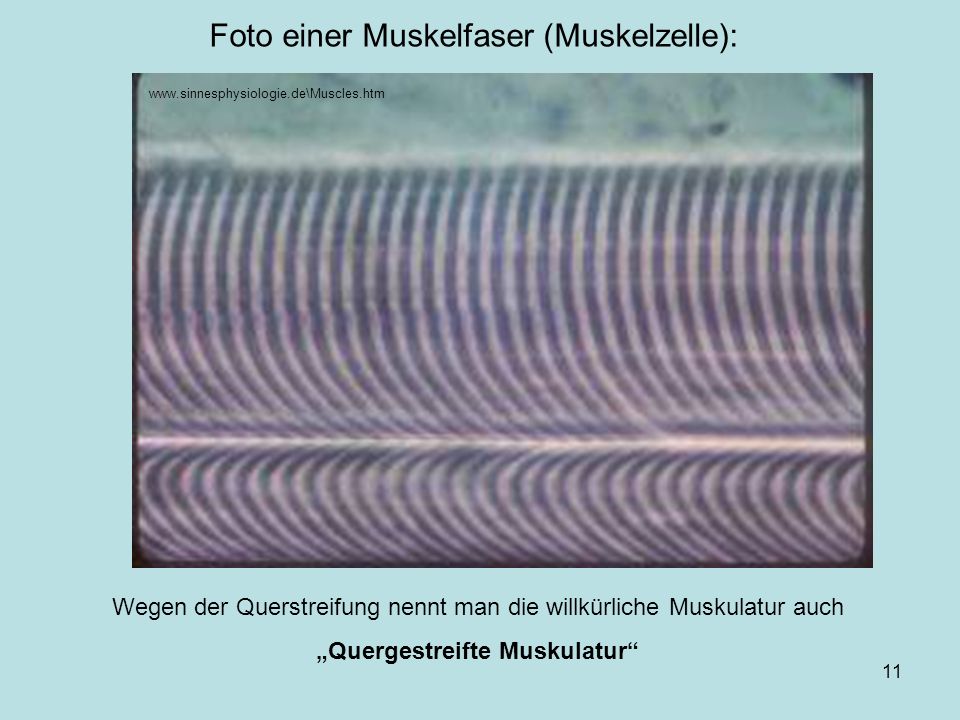Foto einer Muskelfaser (Muskelzelle):