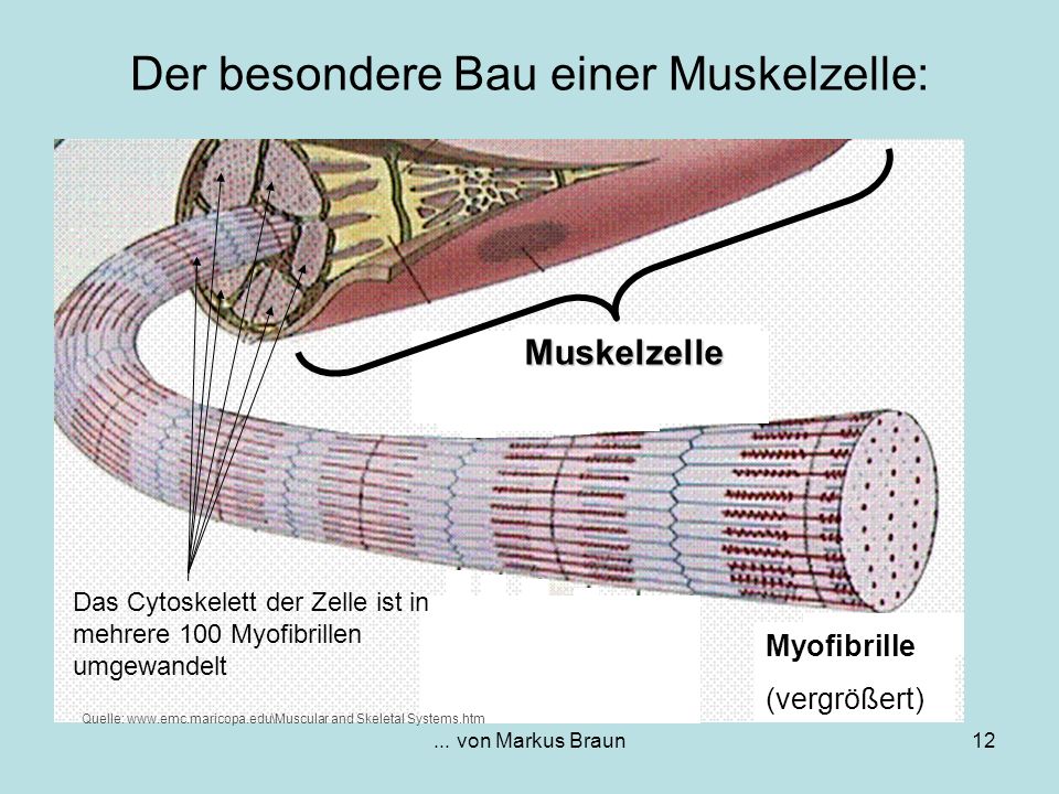 Der besondere Bau einer Muskelzelle: