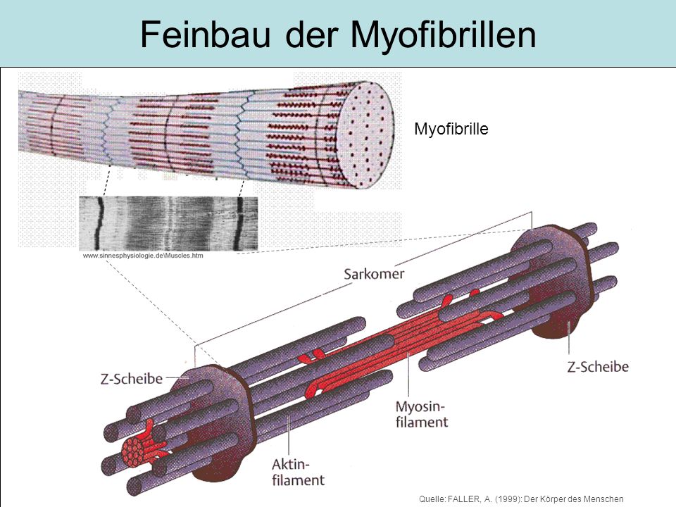 Feinbau der Myofibrillen