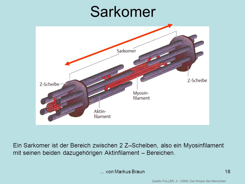 Sarkomer Ein Sarkomer ist der Bereich zwischen 2 Z–Scheiben, also ein Myosinfilament mit seinen beiden dazugehörigen Aktinfilament – Bereichen.
